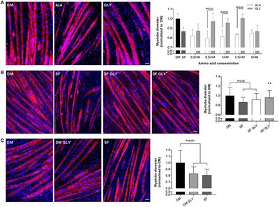 Glycine Protects Muscle Cells From Wasting in vitro via mTORC1 Signaling